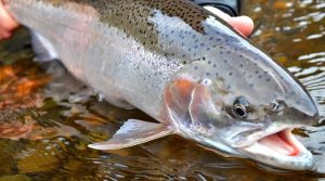 The Pacific Northwest Fishing Trail A Comprehensive Guide to Fishing in Oregon, Washington, and British Columbia