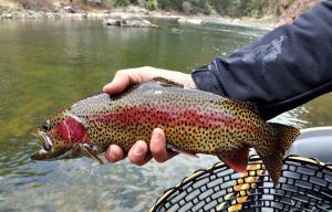 Summer Trout Fishing Proven Tips and Strategies for Rainbow, Brown, and Brook Trout in Rivers and Streams