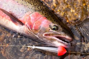 Summer Trout Fishing Proven Tips and Strategies for Rainbow, Brown, and Brook Trout in Rivers and Streams