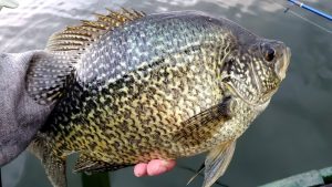 Mastering Springtime Crappie Fishing Proven Tips for Landing More Slabs