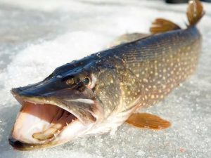 Winter Ice Fishing for Northern Pike Mastering Tips and Strategies for Trophy Pike Success