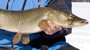Winter Ice Fishing for Northern Pike Mastering Tips and Strategies for Trophy Pike Success