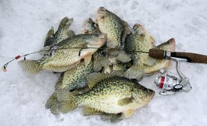 Winter Ice Fishing for Panfish Tips and Techniques for Catching Crappie, Bluegill, and Perch.