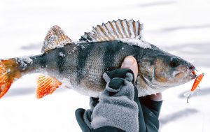 Ice Fishing Mastery Catching Jumbo Yellow Perch in Winter