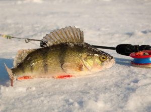 Ice Fishing Mastery Catching Jumbo Yellow Perch in Winter
