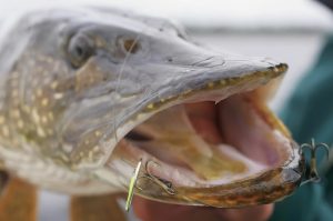 Ice Fishing for Northern Pike Mastering the Art of Catching Toothy Predators in Winter