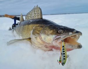Mastering Winter Ice Fishing for Walleye Proven Tips and Techniques for Landing These Delicious Fish