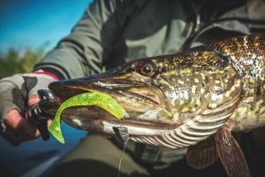 Mastering Fall Fishing for Pike Proven Techniques and Strategies for Landing Trophy Pike During the Pre-Spawn