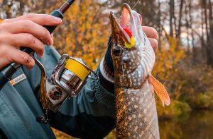 Mastering Fall Fishing for Pike Proven Techniques and Strategies for Landing Trophy Pike During the Pre-Spawn