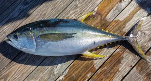 Mastering Summer Fishing for Yellowfin Tuna Tips and Strategies for Deep-Water Battles