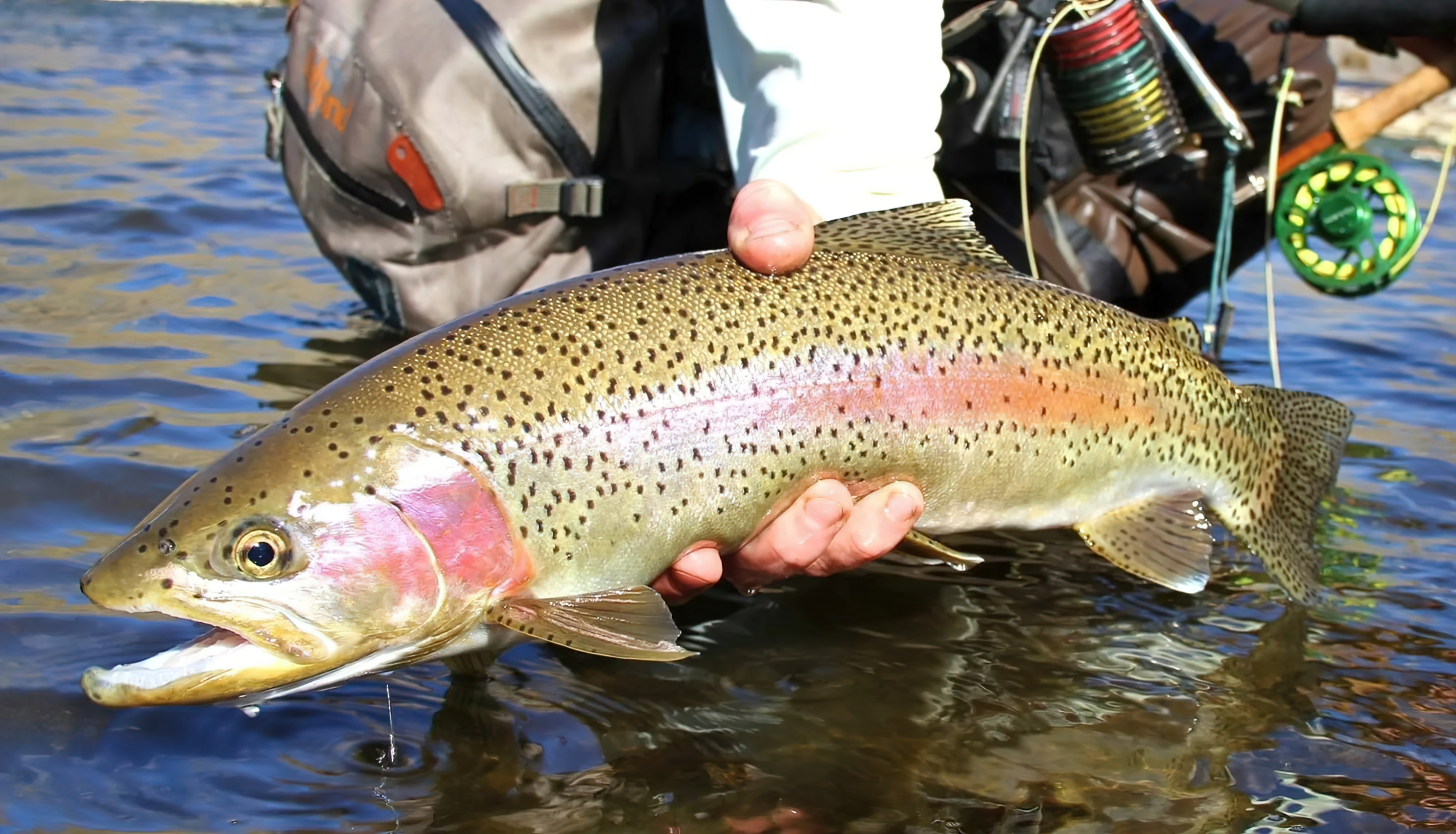 Mastering the Hunt: Proven Baits, Rigs, and Tactics for Catching Steelhead Trout