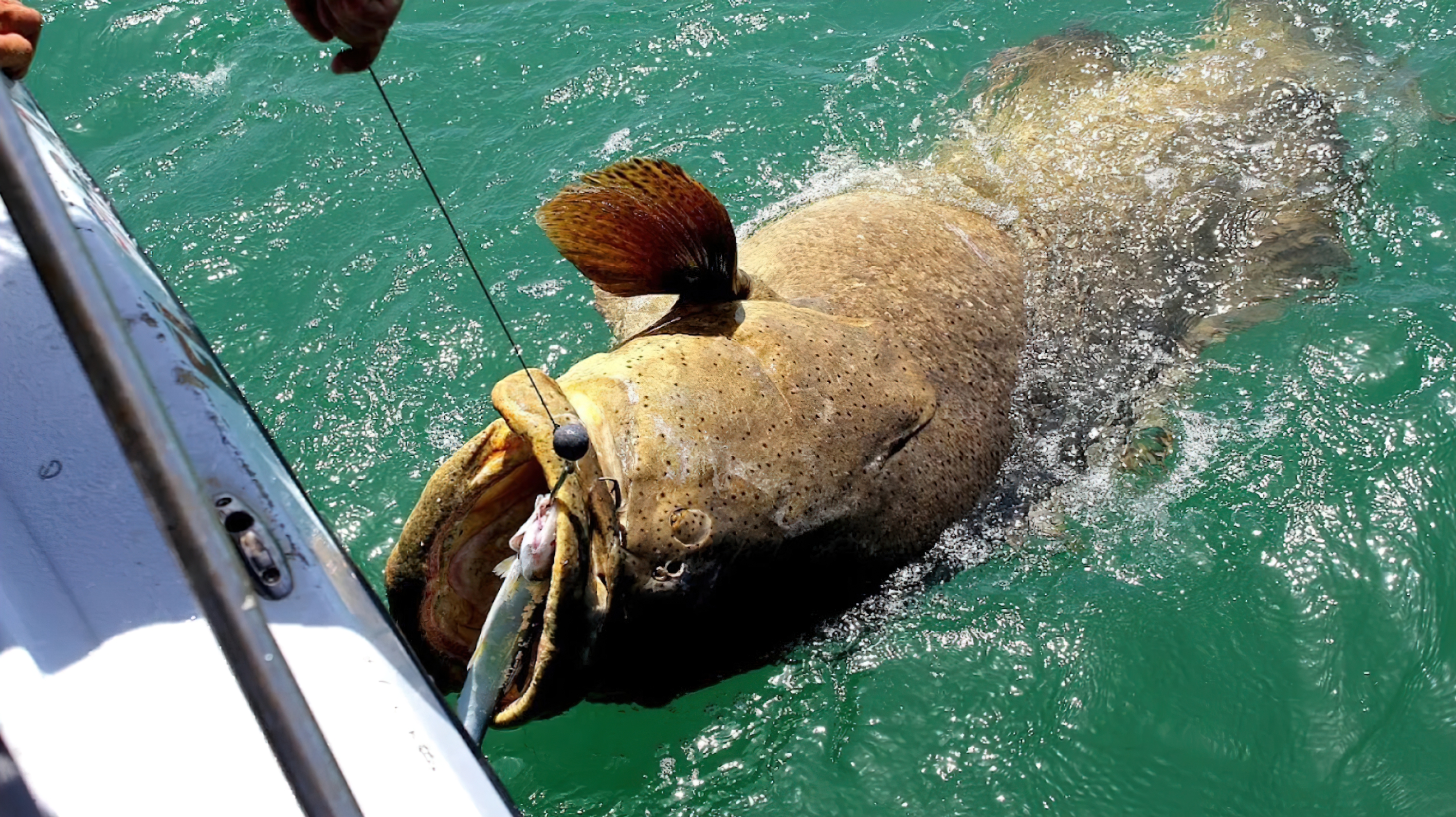 Unleashing the Secrets: Mastering the Hunt for Goliath Grouper