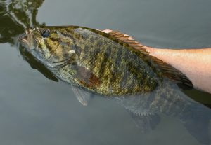 Mastering Smallmouth Bass Fishing Proven Tips for Jigging and Crankbait Techniques