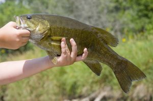 Mastering Smallmouth Bass Fishing Proven Tips for Jigging and Crankbait Techniques
