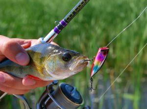 Unveiling the Secrets of Fishing with Poppers Master the Art of Catching Fish with Surface Baits