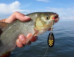 Unveiling the Secrets of Spoon Fishing Mastering Metal Baits for Ultimate Fishing Success