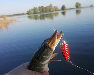 Unveiling the Secrets of Spoon Fishing Mastering Metal Baits for Ultimate Fishing Success