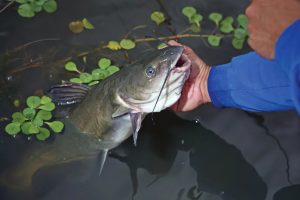 Unleashing the Secrets of Summer Catfish Fishing Mastering the Art of Catching Blue and Flathead Catfish in Lakes and Reservoirs