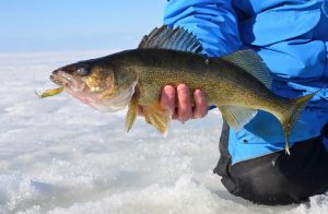 Ice Fishing for Walleye Mastering Winter Techniques for Delicious Catches