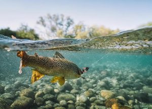 Mastering Springtime Fly Fishing for Trout Matching the Hatch with Effective Techniques and Strategies