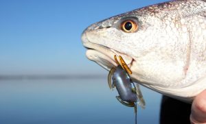 Redfish Mastery Unleashing the Power of Cut Bait and Soft Plastics for Successful Catches