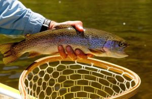 Rainbow Trout Mastery Unleashing the Best Fly Fishing and Spin Fishing Techniques