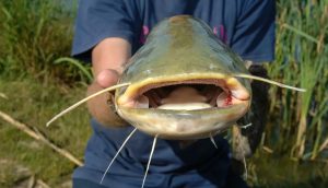 Mastering Cut Bait Fishing Proven Tips and Techniques for Effective Angling