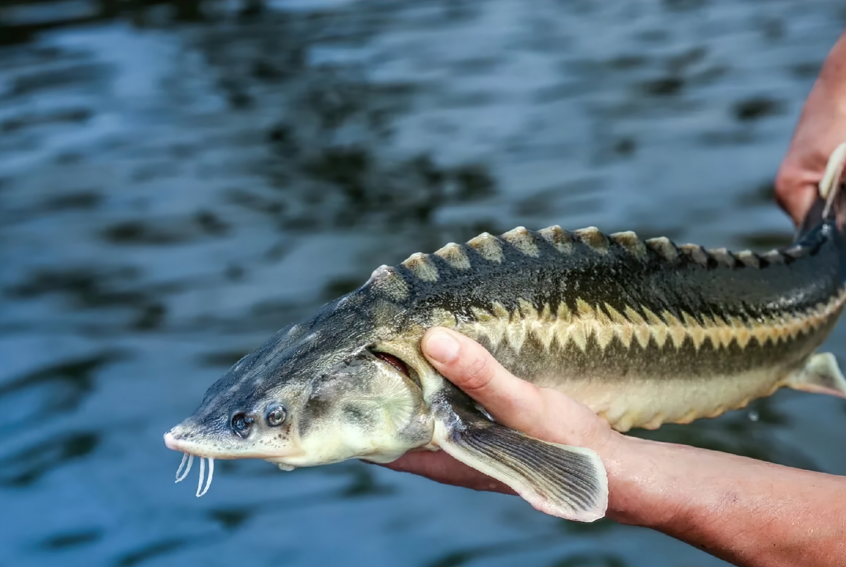 Mastering Lake Sturgeon Fishing: Baits, Rigs, and Tactics for Success