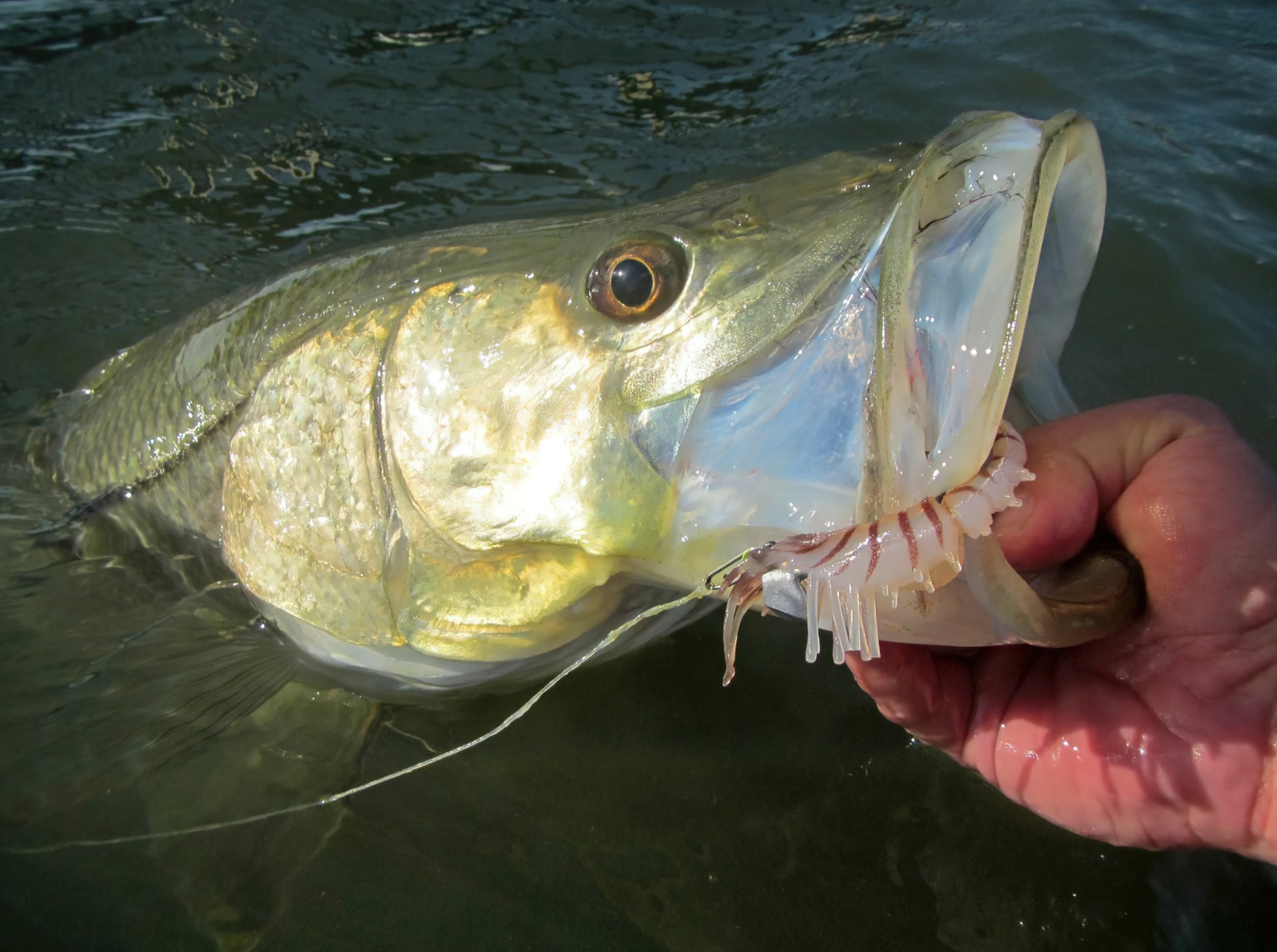 Mastering Snook Fishing: Top Locations and Techniques for Landing Trophy Game Fish